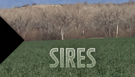 Sires