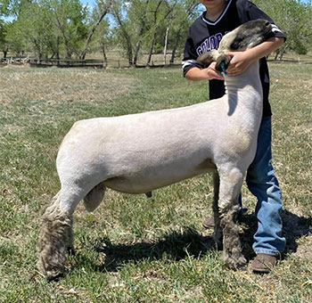 Barr Club Lambs - Sires